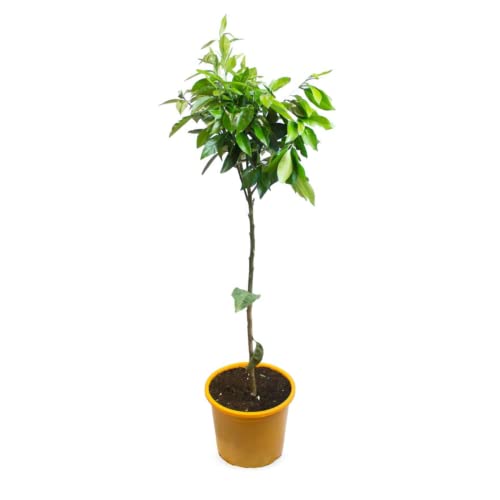 Verdecora Naranjo Árbol cítrico en maceta de 5L | Para plantar en huerto o jardín | Frutas abundantes | Planta natural de exterior (Naranjo)