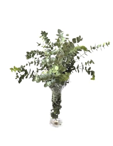Jardin202 - Eucaliptus Cinerea | Flor Natural | Ramo de 5 Tallos | Verde | 70cm de Alto