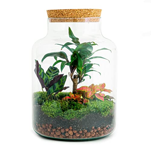 Terrario de Plantas • Milky Palm • Planta de ecosistema • ↑30 cm • Jardín de Botellas • Paquete de Bricolaje - Conjunto de terrario Completo