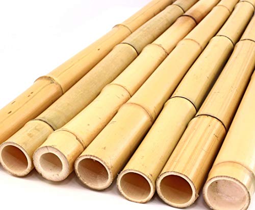 Bambú Tubo Amarillo, Moso bambú, Blanqueado, Mediante. 3,5 De 5,0 Cm, Longitud 200 cm
