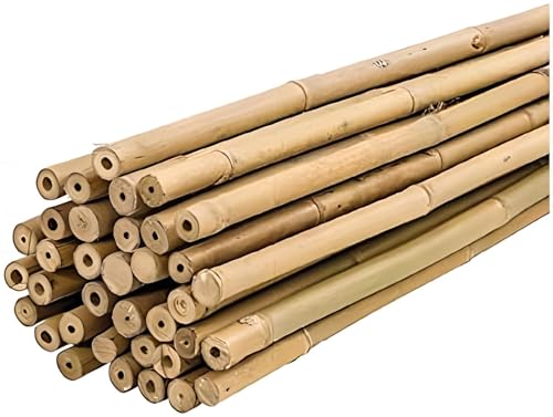 PLANTAWA Tutores de Bambú 60 cm Paquete 25 Unidades Ø 6-8 mm | Tutores para Plantas de Tomate, Hortalizas y Árboles | Tutores Planta con Variedad de Tamaños. Cañas de Bambu Resistentes.