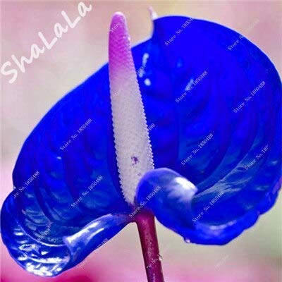 ¡Más vendido! 100 piezas raras semillas de anturio azul jardín casero terraza planta en maceta semillas de flor de anturio embellecen su patio