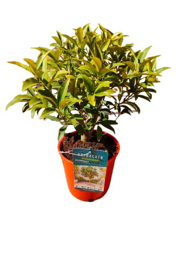 Verdecora Árbol cítrico natural en maceta de 2,5L | Gran valor decorativo | Perfecto para jardín o terraza | Frutos con popular uso en cocina (Kumquat)