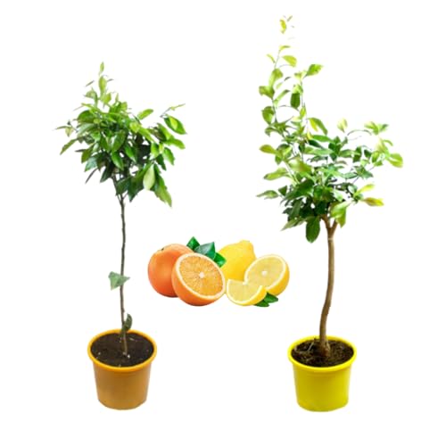 Verdecora Pack Limonero y Naranjo | Plantas naturales de exterior | Árboles frutales en maceta de 5L | Para plantar en huerto o jardín