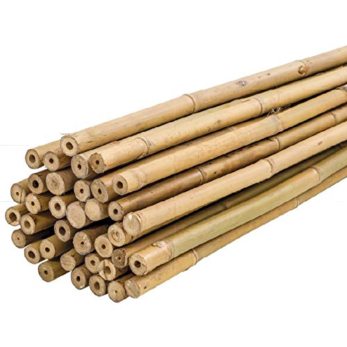 Bricomed Tutor de Bambu Natural para Plantas 180cm Pack 10uds