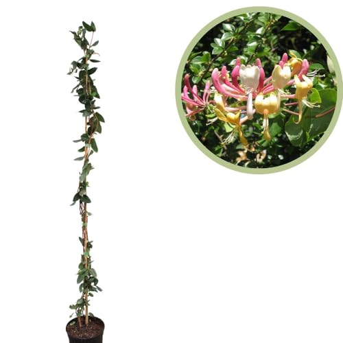Lonicera Caprifolium, Madreselva de los jardines, Planta trepadora Natural