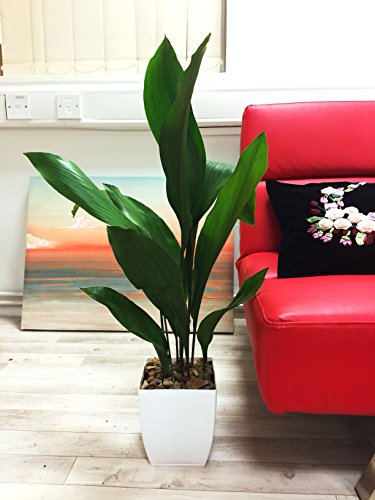 Easy Plants® - Maceta grande de hierro fundido para interiores y exteriores, color blanco brillante