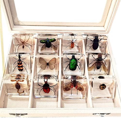 Especímenes de Insecto,Espécimen de Insecto,Espécimen incrustado Insectos,Utilizado para la observación de la enseñanza del jardín de Infantes,Adornos de Mesa de Resina Transparente de taxidermia.