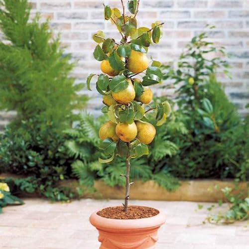 Peral - Árboles frutales en columna - 80cm de altura - Ideal para balcones, terrazas, pequeños jardines -Apto para macetas y terreno abierto