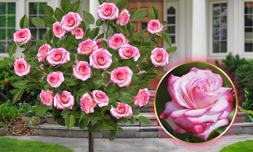 Rosa de Pie alto - 120 cm de altura - Ideal para balcones, terrazas y jardines pequeños - Adecuado para macetas y en el suelo (Laminuette)