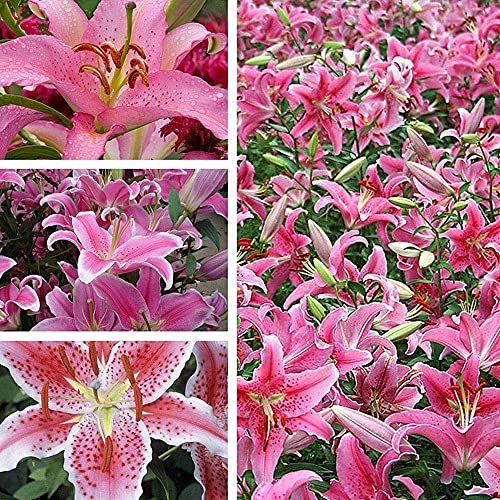 5 piezas de bulbos de lirio hermosa fragancia rosada lirios bulbos jarrón de tallo largo decoración de flores cortadas para jardín balcón terraza plantación