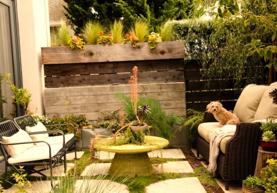 pequeno patio jardin con perro encima del sofa y plantas verdes alrededor