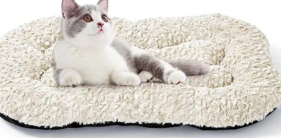 camas para gatos de exterior