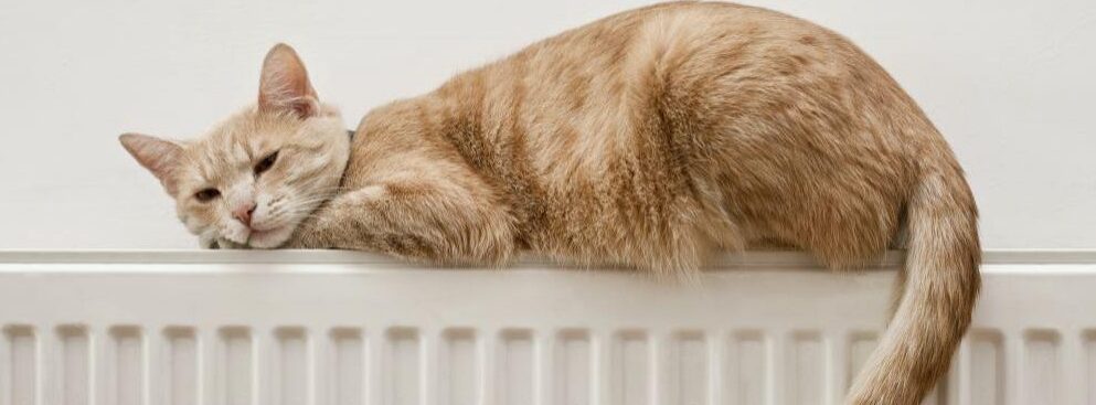 hamaca radiador gato
